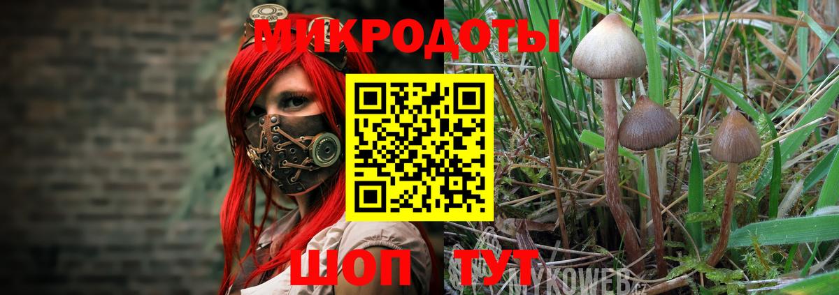 Псилоцибиновые грибы Psilocybine cubensis Чистополь